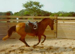 canter in round pen