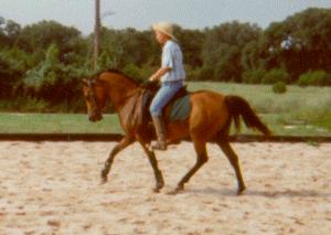 trotting in the arena