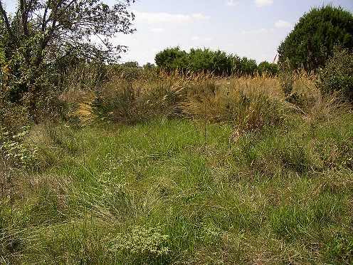 tallgrass margin