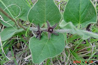 matelia biflora