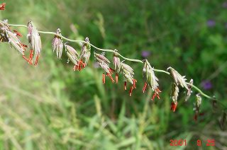 wildflower