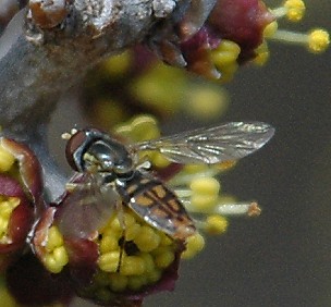 spotted fly