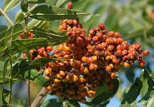 sumac berries