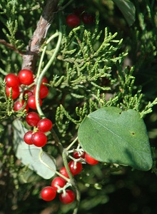 greenbriar berries