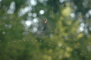 orb web
