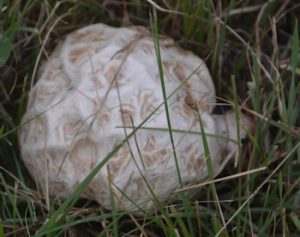 Large mushroom-5-26-16