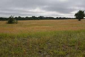 Main-grass-gaillardia-5-26-16