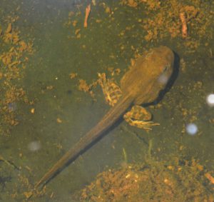 Leopard-frog-tadpole-metamorphosis-2016