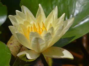 Water-lily-07-02-16-KS